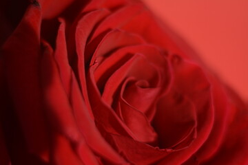 Large red rose on a red background. Macro