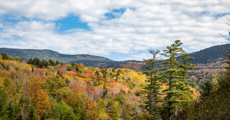 Fall Color on a hillside in New Hampshire