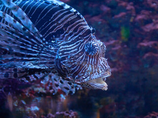 Variegated striped fish Pterois volitans in ocean waters