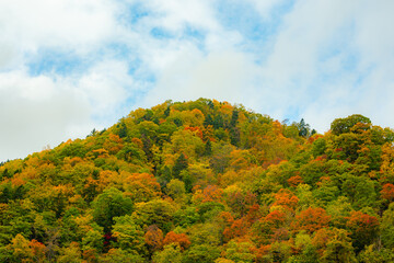 Obraz premium beautiful color change in Autumn leaves season in Japan. very nice place for traveling