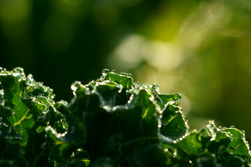 close up of leaf with dew drops