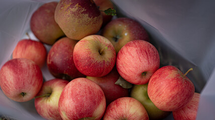 Bunch of Apples in early Fall