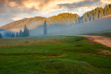 trees in the valley of mountainous natural park. foggy morning in autumn season. beautiful rolling...