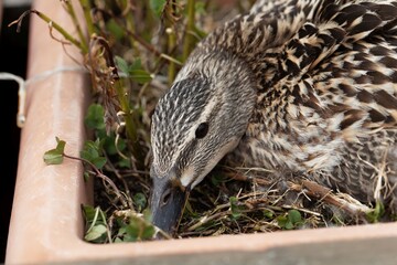 Female mallard duck brooding in a flowerpot.