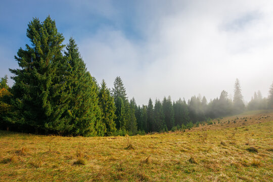 cold autumn morning. foggy weather scenery. spruce forest on the grassy meadow. nature magic concept