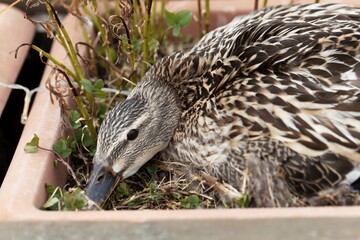 Female mallard duck brooding in a flowerpot.
