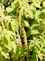 Amaranthus Caudatus or Love-lies-bleeding with green-flowering