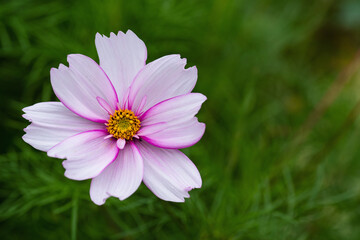 white daisy in the grass