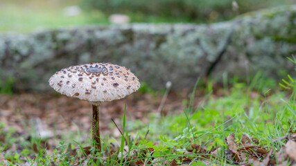 Parasol mushrooms in a meadow.