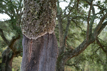 Close-up view on the stem with cutted bark of the oak tree in Sardinia, Italy