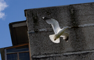 A seagull in flight. A seagull flies in a beautiful blue sky. A seagull in flight. View from below.