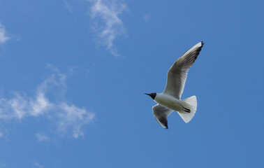 A seagull in flight. A seagull flies in a beautiful blue sky. A seagull in flight. View from below.