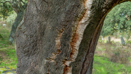 Close-up view on the stem with cutted bark of the oak tree in Sardinia, Italy
