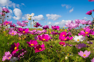 Obraz na płótnie Canvas colour cosmos flowers in the field in sunny day with blue sky