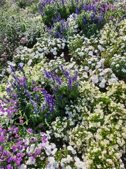 flowers in the garden