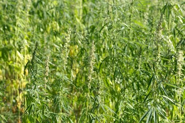 Field with cannabis plants, Cannabis sativa