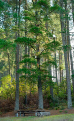 Autumn forest trees. nature green wood sunlight backgrounds. Aritzo - Sardinia 