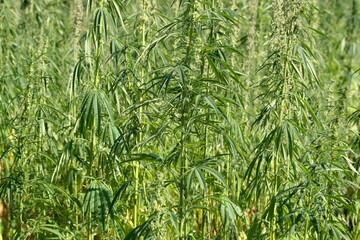 Field with cannabis plants, Cannabis sativa