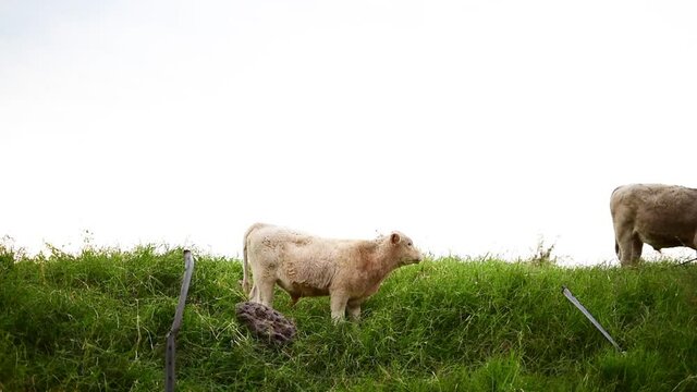 Vaca 