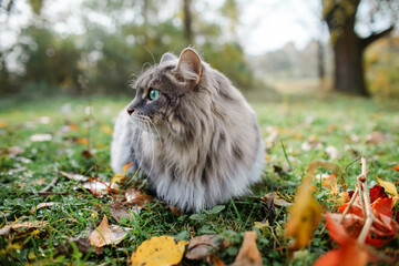The cat is looking to the side and sits on a green lawn. Portrait of a fluffy, gray cat with green eyes, outdoors