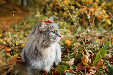 Naklejka na ściany i meble Funny portrait of a fluffy, gray cat with green eyes, outdoors in the forest. Fallen, autumn leaf on the head of a cat, close-up