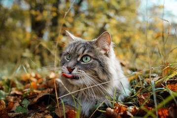 Naklejka na ściany i meble The cat shows its tongue close-up. Portrait of a fluffy, gray cat with green eyes, outdoors in the forest.