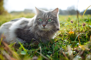 A cat looking to the side and sitting in the green grass, close-up. Portrait of a fluffy, gray cat with green eyes, outdoors