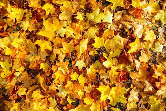 Autumn multicolored maple leaves, top view. Background from yellow, orange, red leaves. Autumn texture