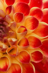 Red yellow dahlia flower and water drops  close up texture.Macro flower background full frame.  Poster