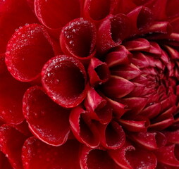 Red dahlia flower and water drops  close up texture.Macro flower background full frame.  Poster