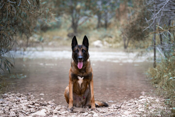 Belgian Malinois dog sitting by the river