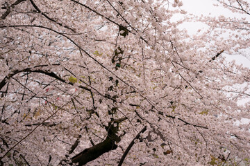 Beautiful cherry blossom, sakura flower, in Japan