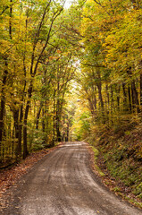 A dirt road through fall woods on a sunny day in Warren County, Pennsylvania, USA