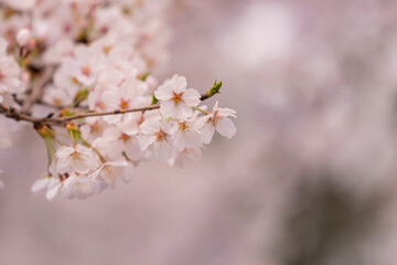 Beautiful cherry blossom, sakura flower, in Japan