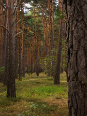 Forest of pine trees in Burgos