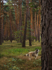 little brown dog in a pine forest