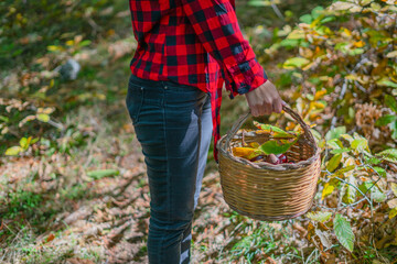 woman holding a basket of chestnuts in the woods, Sardinian chestnuts, aritzo