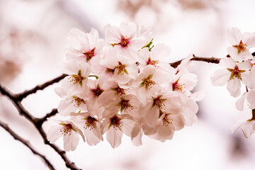 Beautiful cherry blossom, sakura flower, in Japan