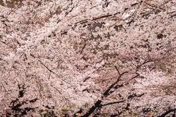 Beautiful cherry blossom, sakura flower, in Japan