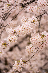Beautiful cherry blossom, sakura flower, in Japan