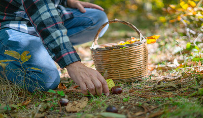 man collecting a basket of chestnuts in the woods, Sardinian chestnuts, arithzo
