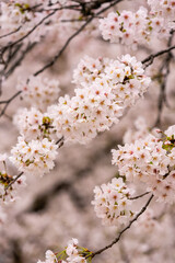 Beautiful cherry blossom, sakura flower, in Japan