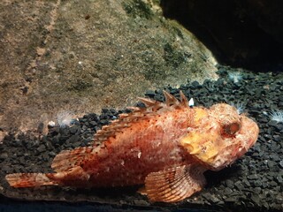 octopus on the beach