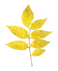Naklejka na ściany i meble Plant branch with yellow leaves isolated on white background