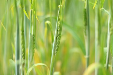 Grain in spring (green)