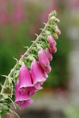 Bell shape flower - pink foxglove, England, UK