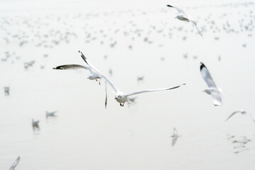 flying seagulls in coastline of tropical sea in Thailand