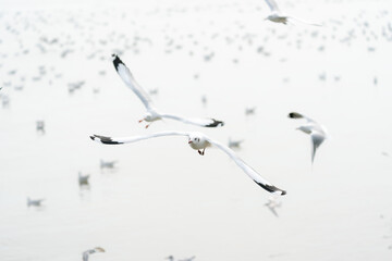 flying seagulls in coastline of tropical sea in Thailand