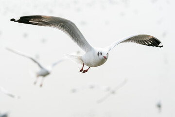 flying seagulls in coastline of tropical sea in Thailand