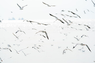 flying seagulls in coastline of tropical sea in Thailand